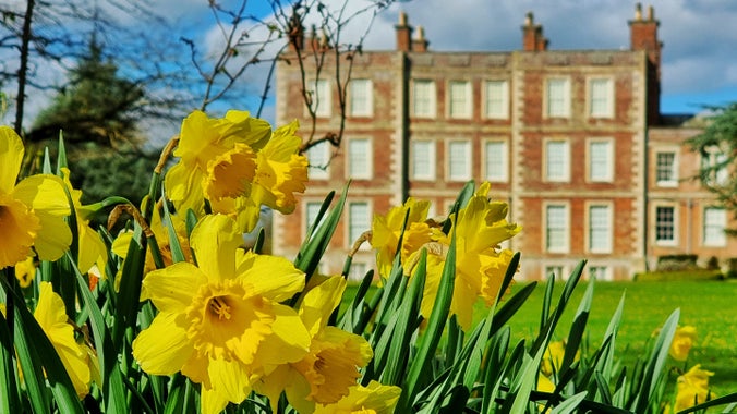 Bright yellow daffodils covering half the picture at the right, with the back of Gunby Hall with all its big windows and red brick walls in the background.